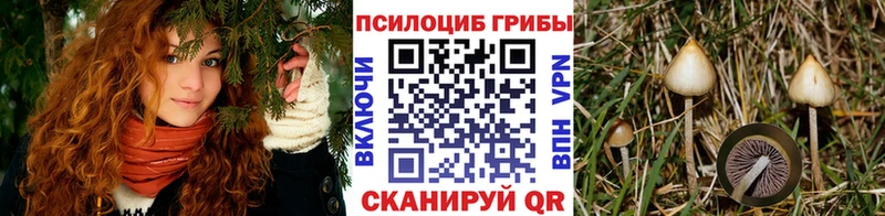 Купить  Краснотурьинск  Псилоцибиновые грибы мицелий 